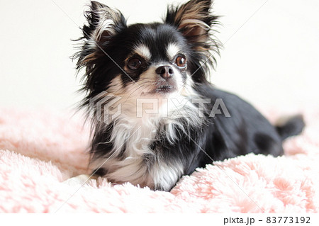 ピンクのクッションでくつろぐ犬　チワワ 83773192
