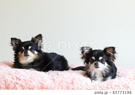 2匹の仲良しチワワ 多頭飼いの写真素材