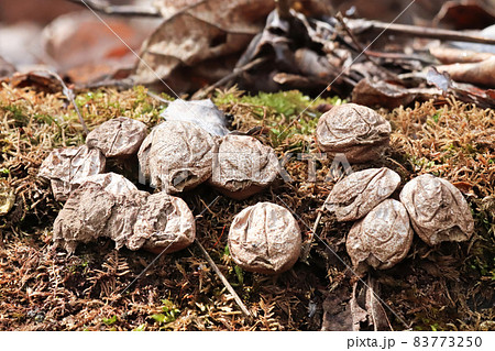 Dried up puffball mushrooms growing on a mossy log Dried up puffball mushrooms growing on a mossy log 83773250