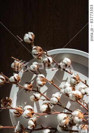 Dry cotton inflorescences on a dark background in the interior shot with hard sunlight. Dry cotton inflorescences on a dark background in the interior shot with hard sunlight. 83773303