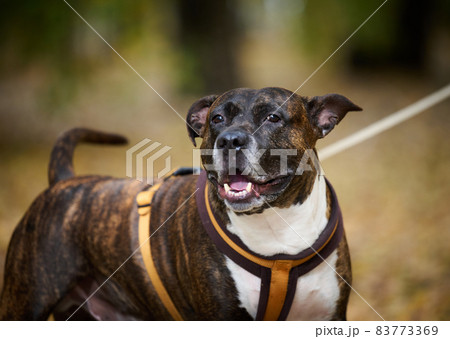 adult brown american pit bull terrier stands in an autumn park and looks to the side. The mouth is open and the tongue sticks out, good dog adult brown american pit bull terrier stands in an autumn park and looks to the side. The mouth is open and the tongue sticks out, good dog 83773369