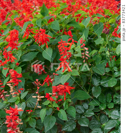 Salvia divinorum, garden with blooming red flowers and green leaves. Day Salvia divinorum, garden with blooming red flowers and green leaves. Day 83773421