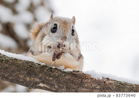 なまらめんこい エゾモモンガ なまらめんこい エゾモモンガ 83773640