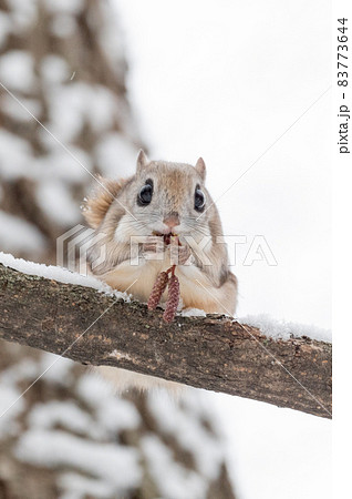 なまらめんこい エゾモモンガ なまらめんこい エゾモモンガ 83773644