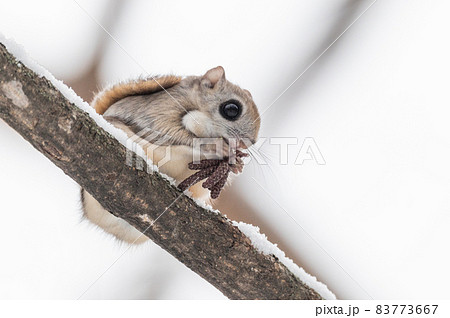なまらめんこい エゾモモンガ なまらめんこい エゾモモンガ 83773667