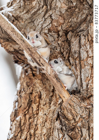 なまらめんこい エゾモモンガ なまらめんこい エゾモモンガ 83773717