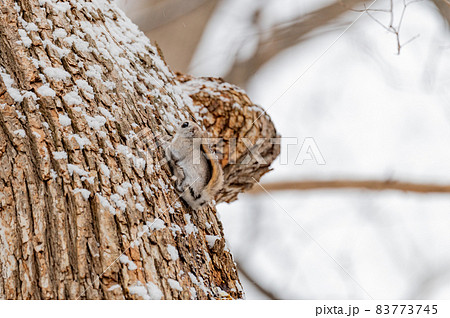 なまらめんこい 　エゾモモンガ 83773745