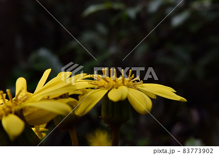 ツワブキの花 ツワブキの花 83773902