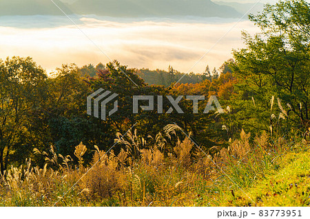 秋の大峰高原の日の出と七色大カエデの紅葉　【長野県】 83773951