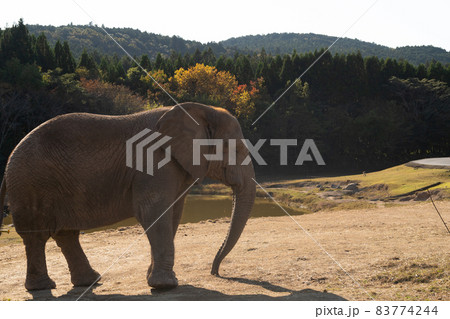 のんびり歩くゾウ のんびり歩くゾウ 83774244