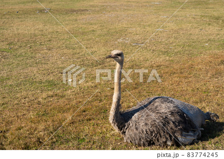 座るダチョウ 座るダチョウ 83774245