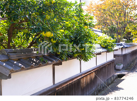 風情漂う街並みと夏みかん 風情漂う街並みと夏みかん 83774246