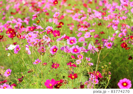 コスモスの花 コスモスの花 83774270