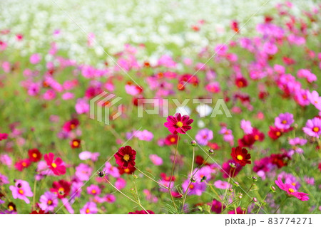 コスモスの花 コスモスの花 83774271