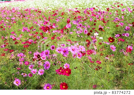 コスモスの花 コスモスの花 83774272