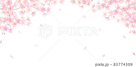 水彩で描く桜と花びらの背景 手描きアナログ 背景透過のイラスト素材