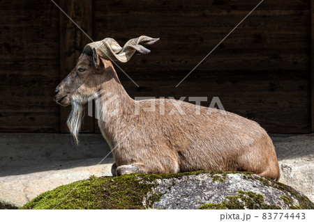 Turkmenian markhor, Capra falconeri heptneri stand on rocks Turkmenian markhor, Capra falconeri heptneri stand on rocks 83774443