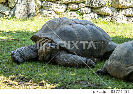 Aldabra giant tortoise, Curieuse Marine National Park, Curieuse, Seychelles Aldabra giant tortoise, Curieuse Marine National Park, Curieuse, Seychelles 83774455
