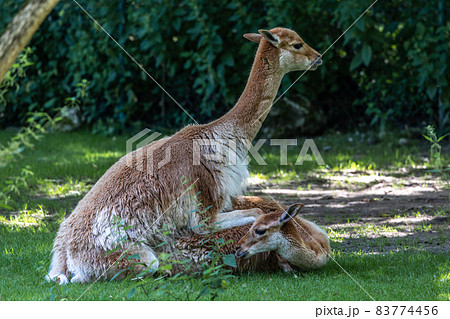 Mating Vicunas, Vicugna Vicugna, relatives of the llama in a German park 83774456