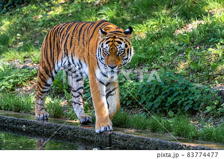 The Siberian tiger,Panthera tigris altaica in a park The Siberian tiger,Panthera tigris altaica in a park 83774477