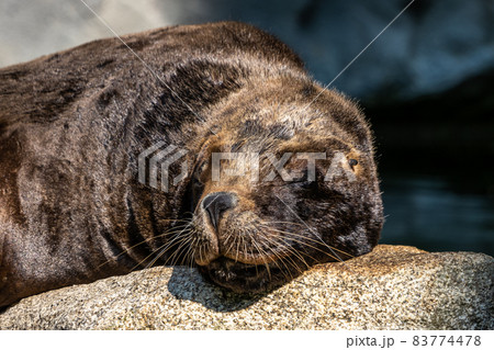 The South American sea lion, Otaria flavescens in the zoo The South American sea lion, Otaria flavescens in the zoo 83774478
