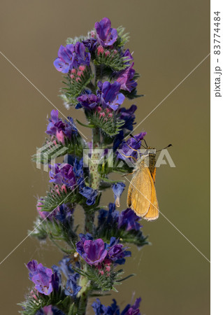 Lulworth skipper, Thymelicus acteon foraging on a flower at a meadow at Munich, Germany Lulworth skipper, Thymelicus acteon foraging on a flower at a meadow at Munich, Germany 83774484