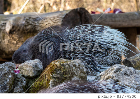 Indian crested Porcupine, Hystrix indica in a german nature park 83774500