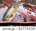 早春のアメマス 83774530
