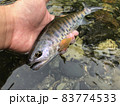秋ヤマメ 83774533