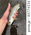 初夏の本流ヤマメ 83774534