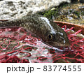 早春イワナ 83774555