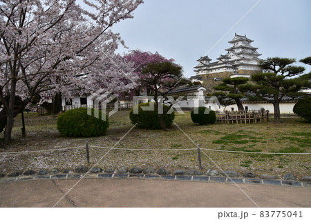 日本の兵庫県の姫路市 世界遺産で国宝でもある姫路城 春の桜と立派な天守閣 日本の兵庫県の姫路市 世界遺産で国宝でもある姫路城 春の桜と立派な天守閣 83775041