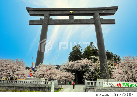 桜咲く大鳥居1 桜咲く大鳥居1 83775187