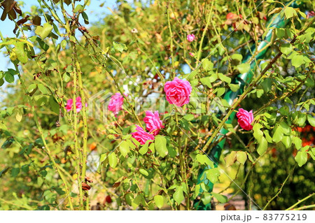 バラの花 パレード バラの花 パレード 83775219