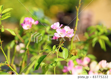 バラの花 バレリーナの写真素材