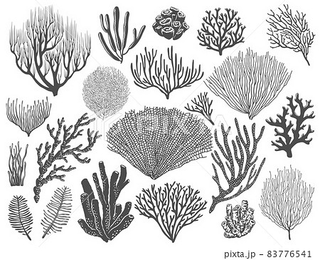 Sea corals, reef sponges and seaweeds. Ocean bottom life, marine animals and plants, topical undersea flora species. Monochrome vector black, stellar and gorgonian corals, acropora polyps 83776541