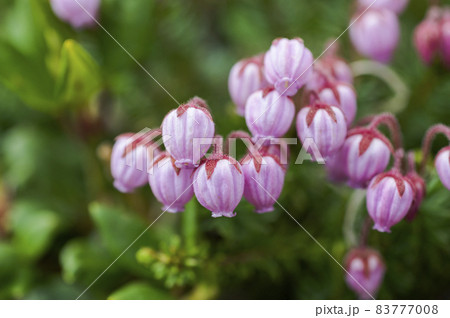 エゾノツガザクラ エゾノツガザクラ 83777008