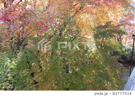 奈良県桜井市談山神社境内紅葉風景 83777018