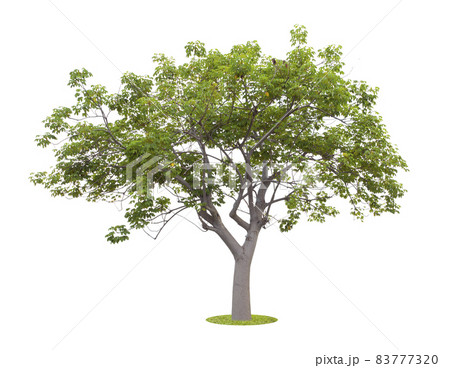 Freshness big green tree isolated on white background. 83777320