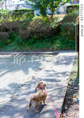 公園で散歩をするダックスフンド 公園で散歩をするダックスフンド 83777553