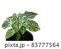 Caladium in black plant pot with white and green leaves on white background with clipping paths 83777564