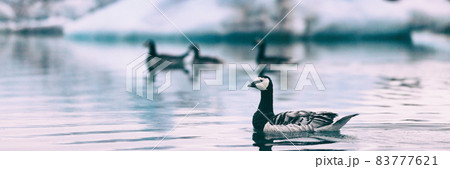 Arctic wildlife animals - goose birds swimming in Jokulsarlon lake, Iceland banner panorama travel background landscape. Arctic wildlife animals - goose birds swimming in Jokulsarlon lake, Iceland banner panorama travel background landscape. 83777621