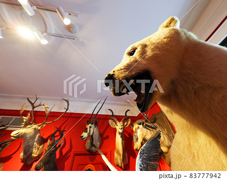 神戸 異人館めぐり ベンの家 神戸 異人館めぐり ベンの家 83777942