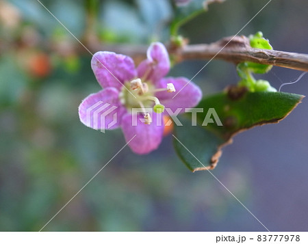 ナガバクコ ナガバクコ 83777978