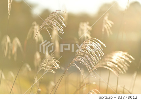 北杜市白州町、逆光に輝くススキの穂 83778012