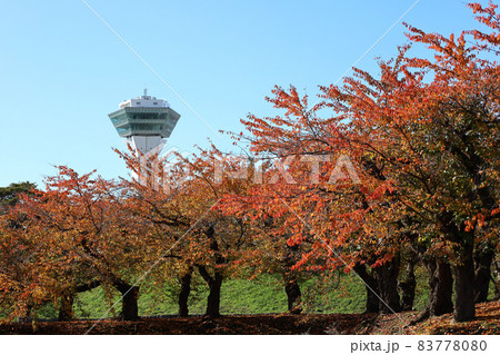 紅葉と五稜郭タワー 83778080