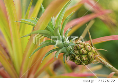 パイナップル 83778172