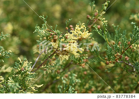 ヒノキ科の園芸品種グロボーサ・バリエガタ 83778384