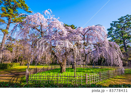 京都御苑の糸桜 京都御苑の糸桜 83778431