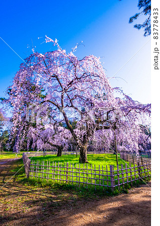 京都御苑の糸桜 83778433